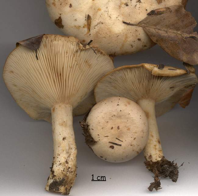 Lactarius pallidus